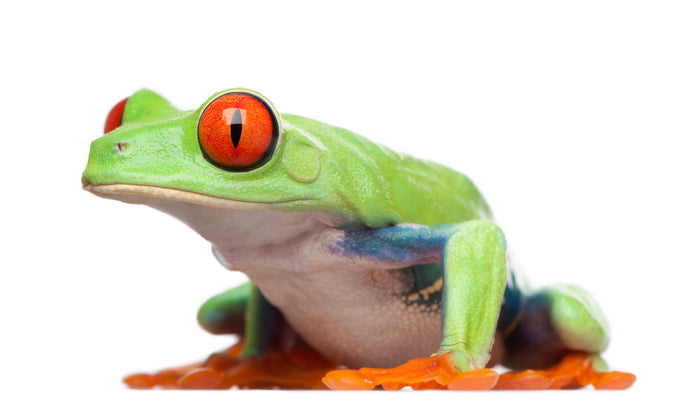 How to Care for Your Red-Eyed Tree Frog