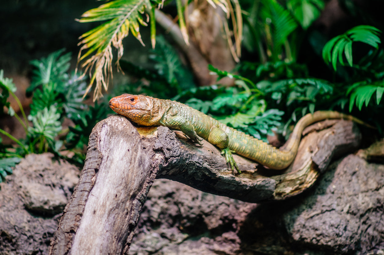 Top Care Tips For Pet Reptiles & Amphibians