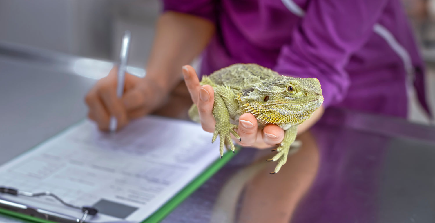What Does Bearded Dragon Poop Look Like?