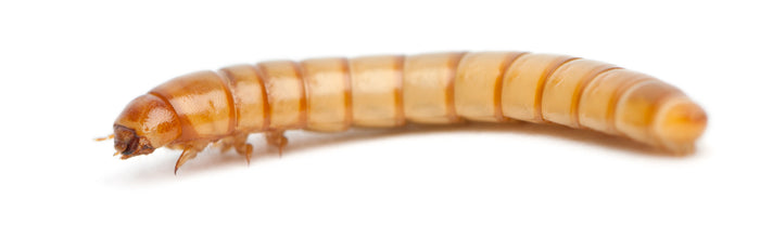 Frequently Asked Questions - FAQ Mealworms