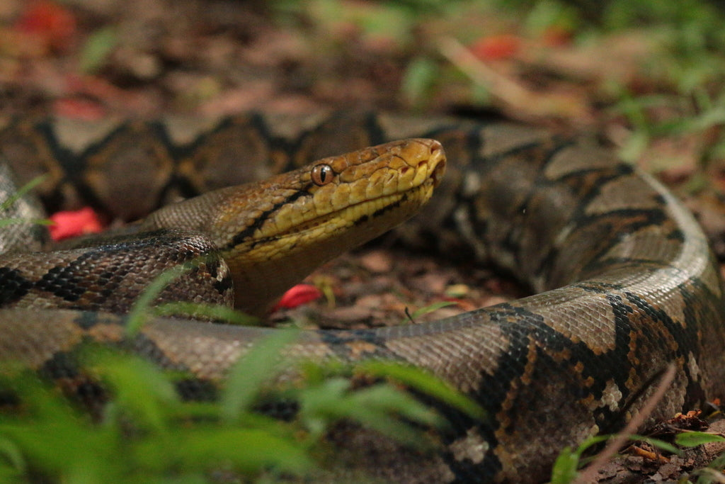 How to Care for Your Reticulated Python