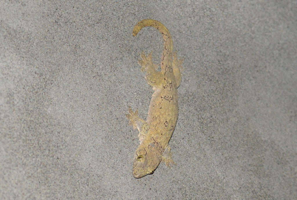 How to Care for Your Halmahera Gecko | Reptile Supply
