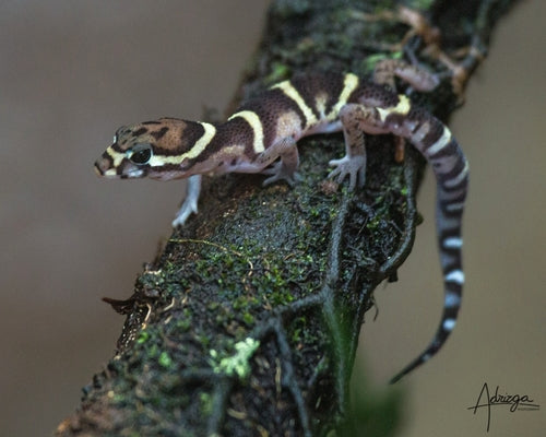 How to Care for Your Central American Banded Gecko