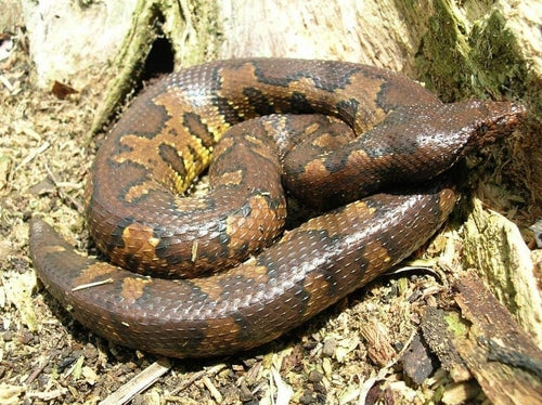 How to Care for Your Viper Boa