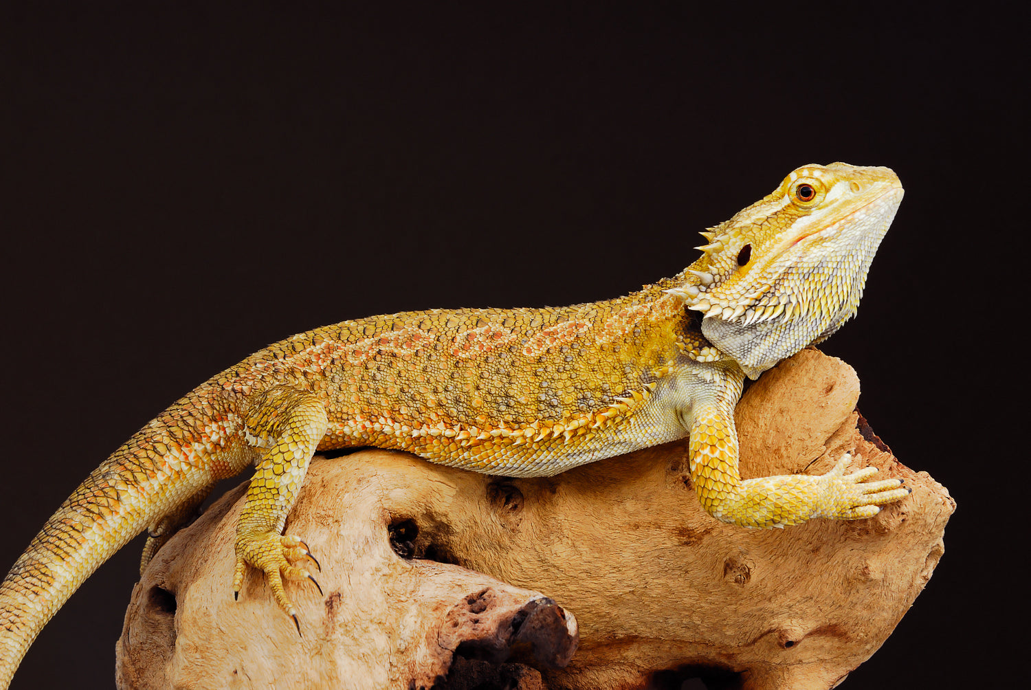 (Pogona Vitticeps)
