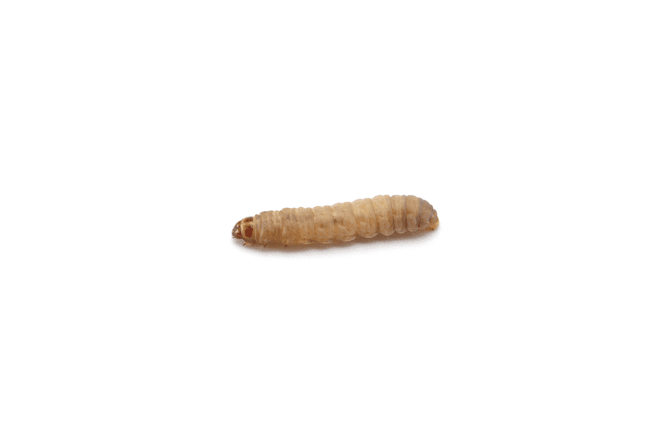 Waxworms For Sale