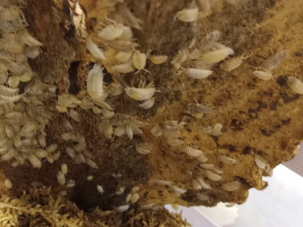 Porcellio laevis "White Laevis + Dairy Cow mix" Isopods FREE SHIPPING