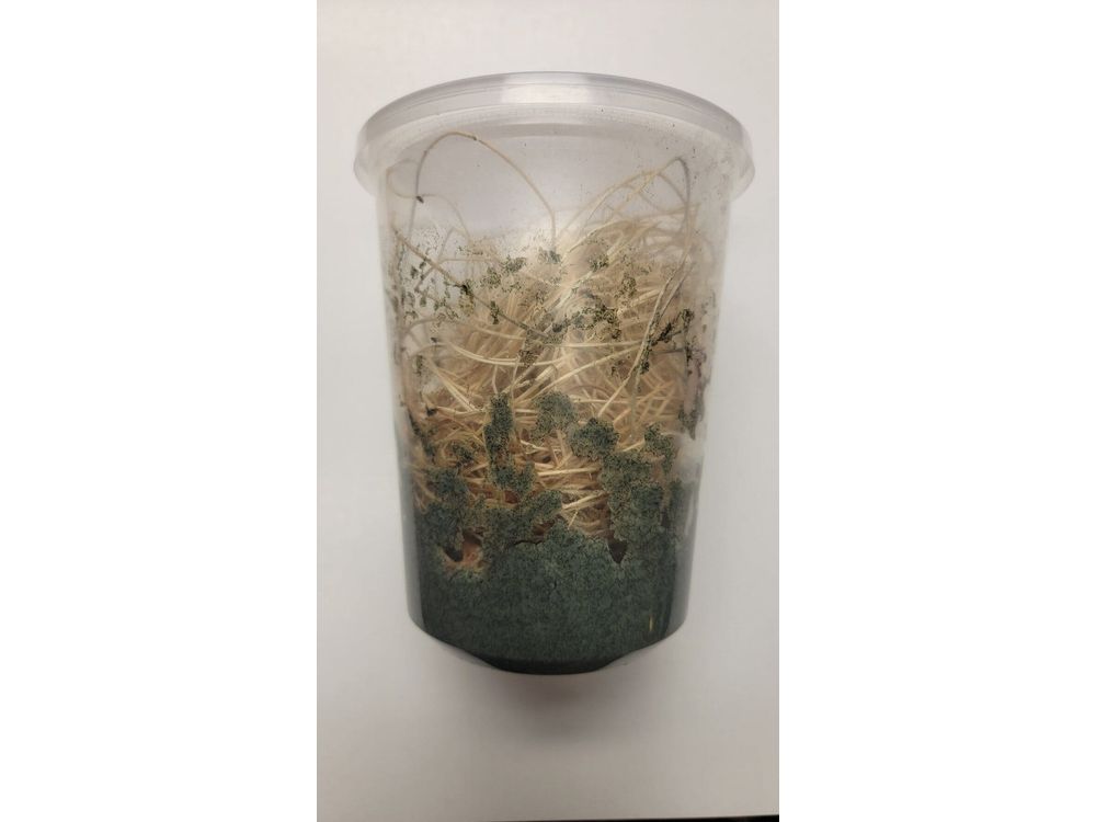 Fruit Flies - Wingless Melanogaster Culture - Free Shipping