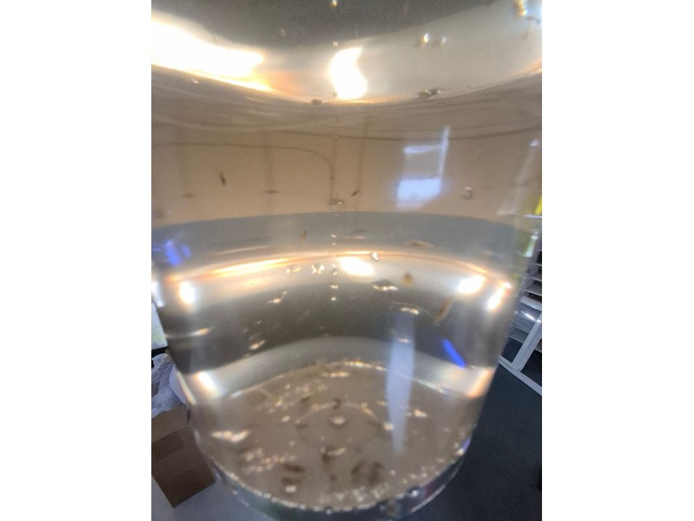 Live Scuds Hyalella azteca