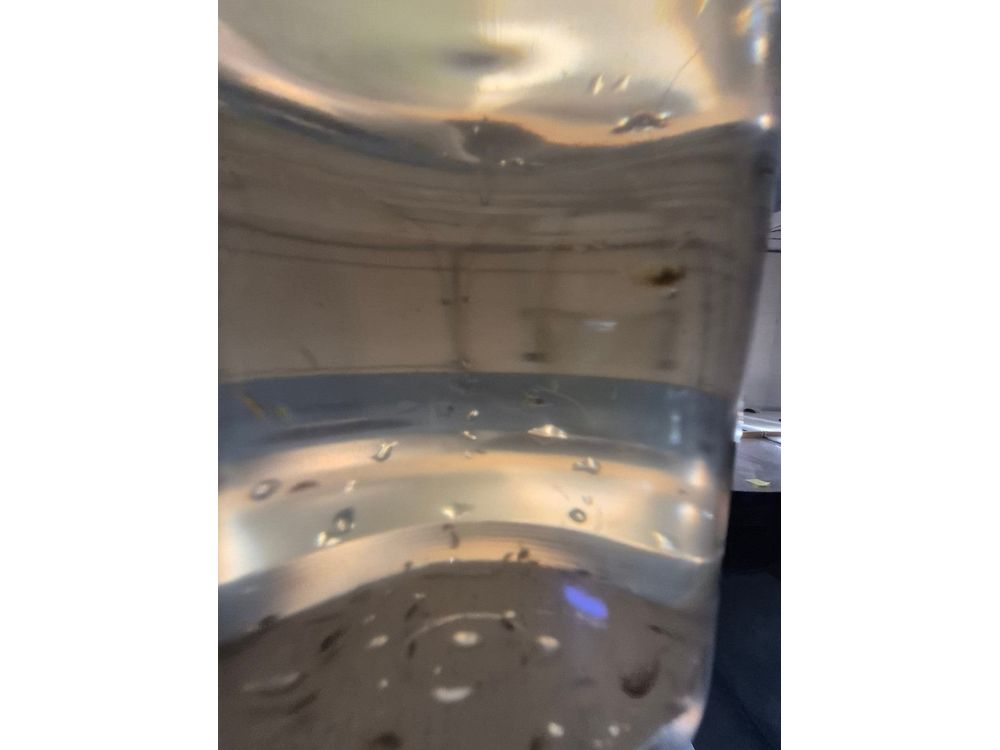 Live Scuds Hyalella azteca