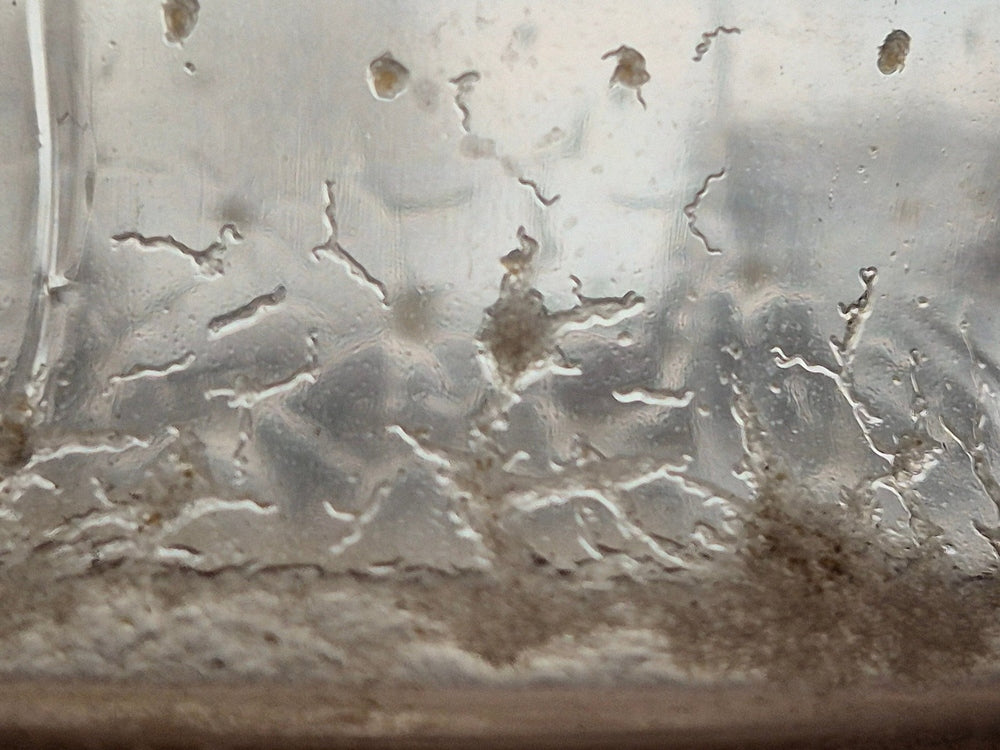 Live Vinegar Eels Culture Kit