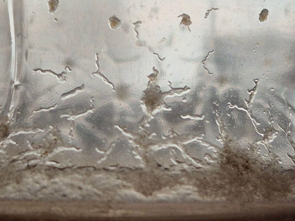 Live Vinegar Eels Culture Kit