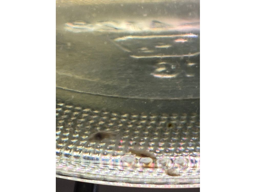 Live Scuds Hyalella azteca