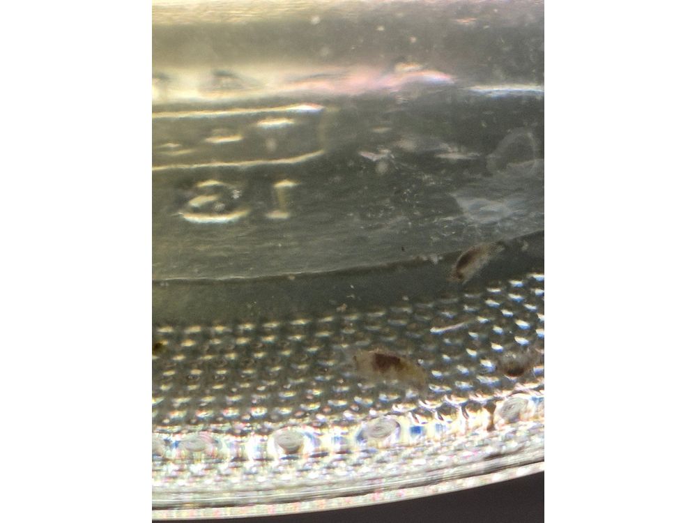 Live Scuds Hyalella azteca