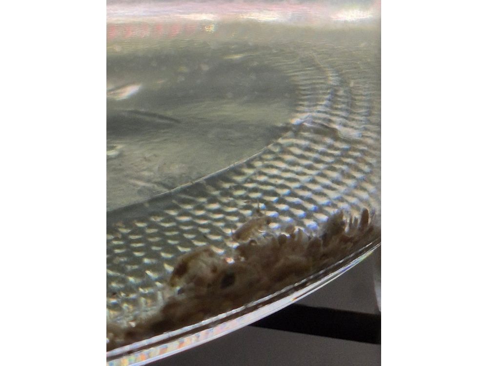 Live Scuds Hyalella azteca