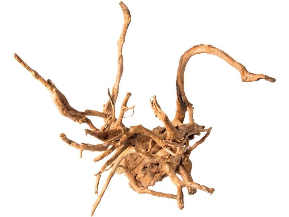 Galapagos Spiderwood, 12-24" Galapagos