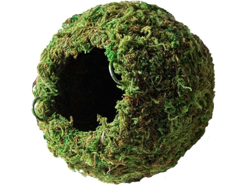 Galapagos Mossy Cave, 4" Galapagos