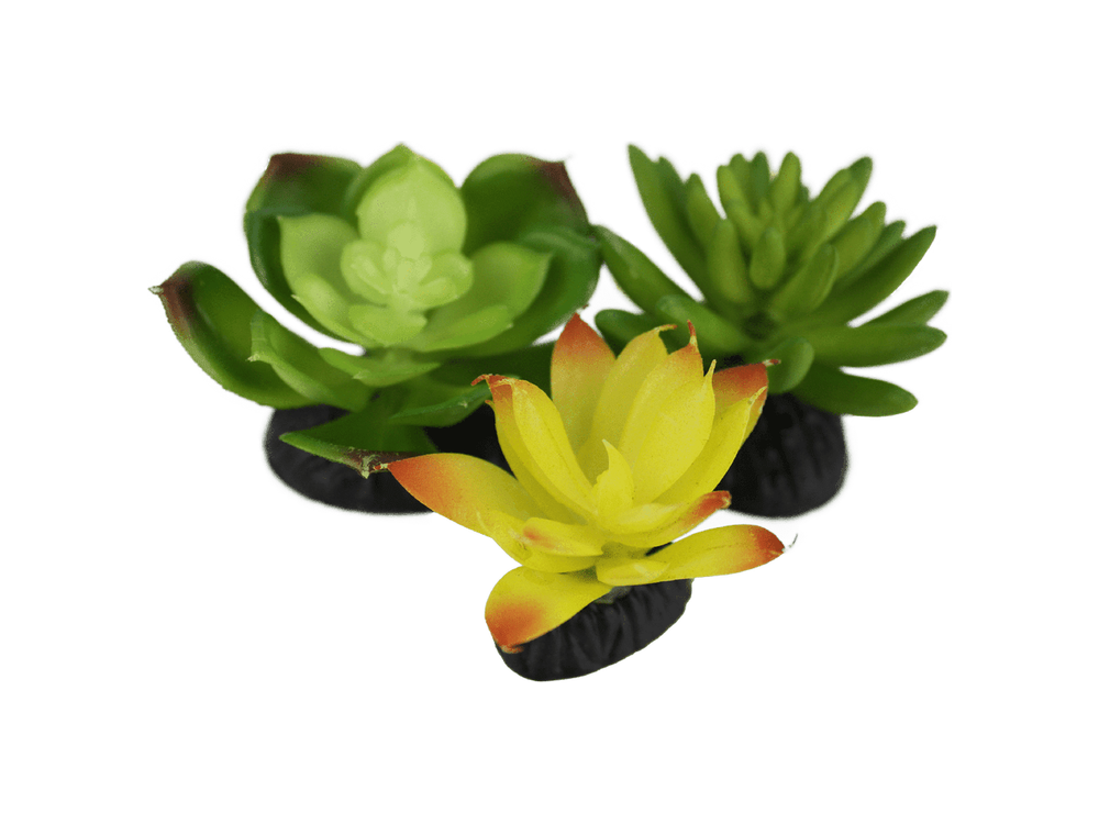 Komodo Living Natural Desert Succulents, 3 pack Komodo