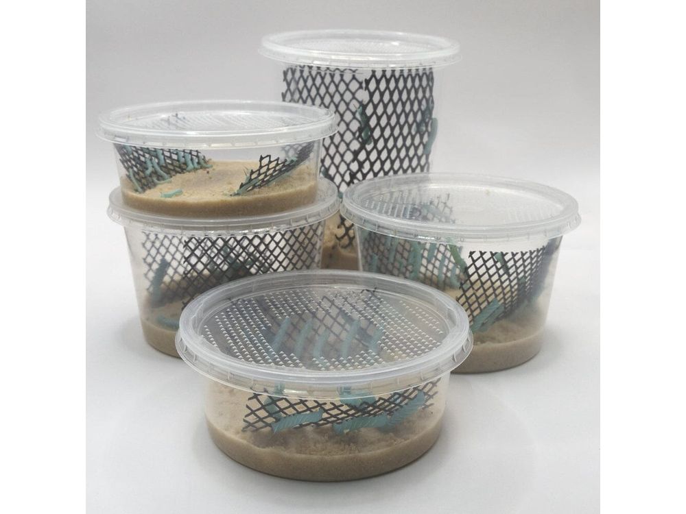 Hornworms Reptile & Amphibian Food Dubia.com