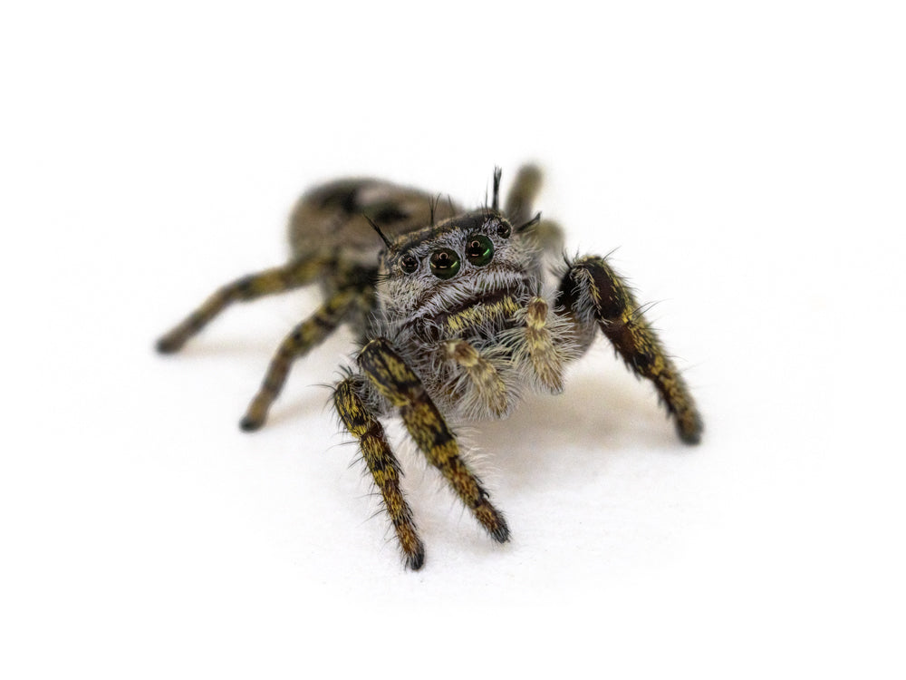 Jumping Spiders Dubia.com Carolina (Phidippus carolinensis) i5-i6 Unsexed FedEx 2 Day