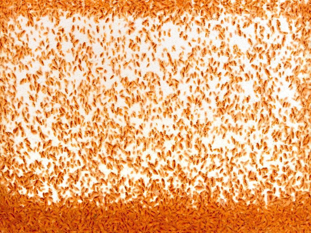 Live Daphnia 200ct Auction