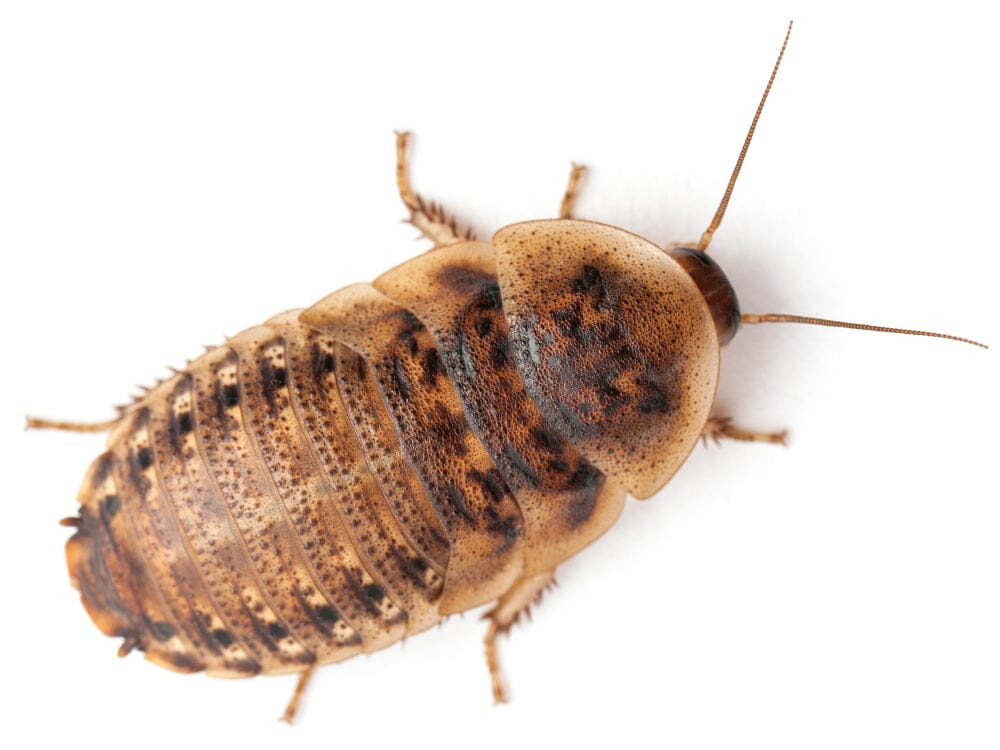 Dubia Roaches FREE SHIPPING