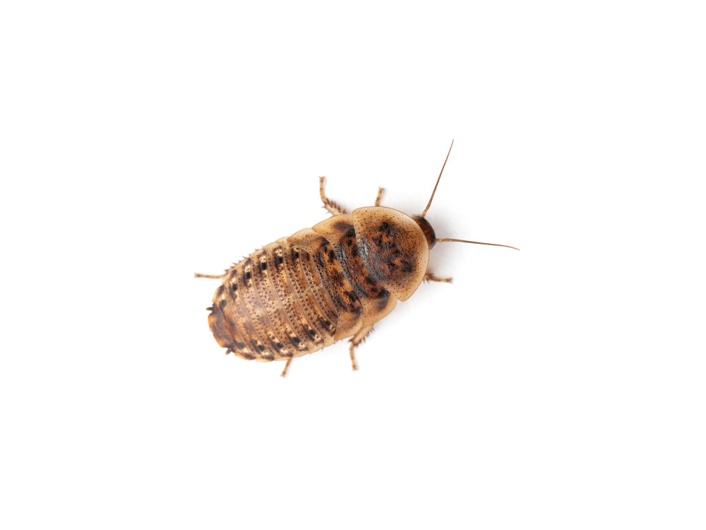 Small 3/8" Dubia dubia roaches DubiaRoaches.com