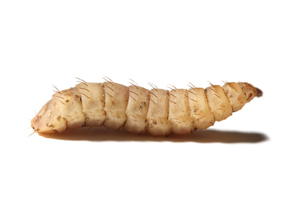 CalciGrubs™ nutrigrubs DubiaRoaches.com