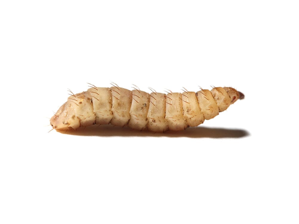 Medium Soldier Fly Larvae nutrigrubs DubiaRoaches.com