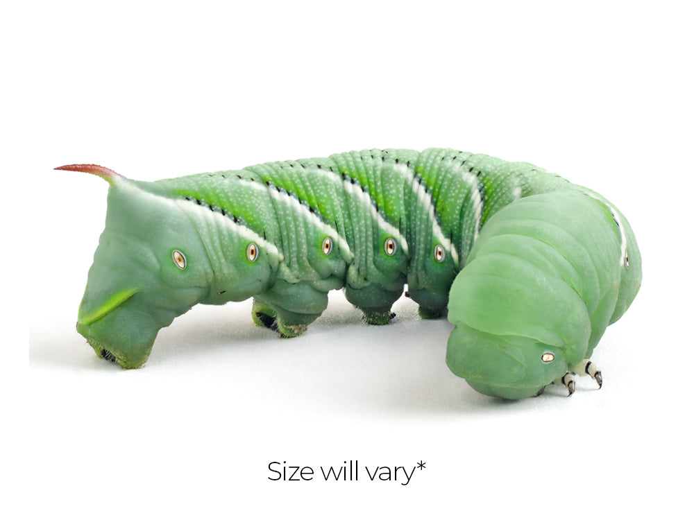 Large Hornworms hornworms DubiaRoaches.com