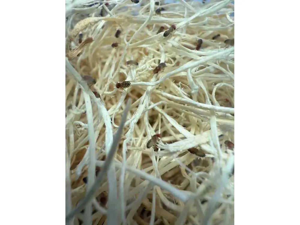 Fruit Flies - Wingless Melanogaster Culture - Free Shipping