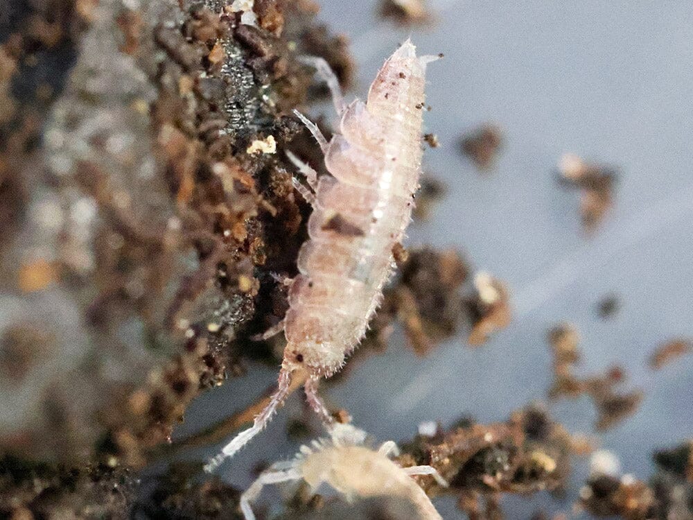 "Dwarf Purple" Isopods Trichoniscus sp.