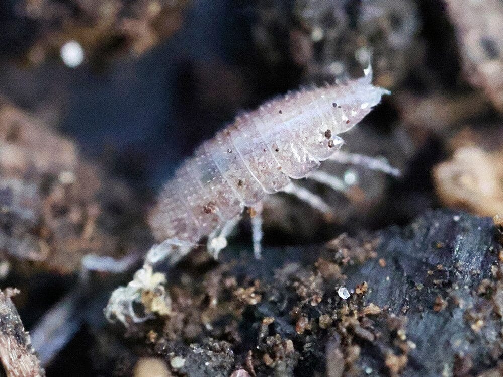 "Dwarf Purple" Isopods Trichoniscus sp.