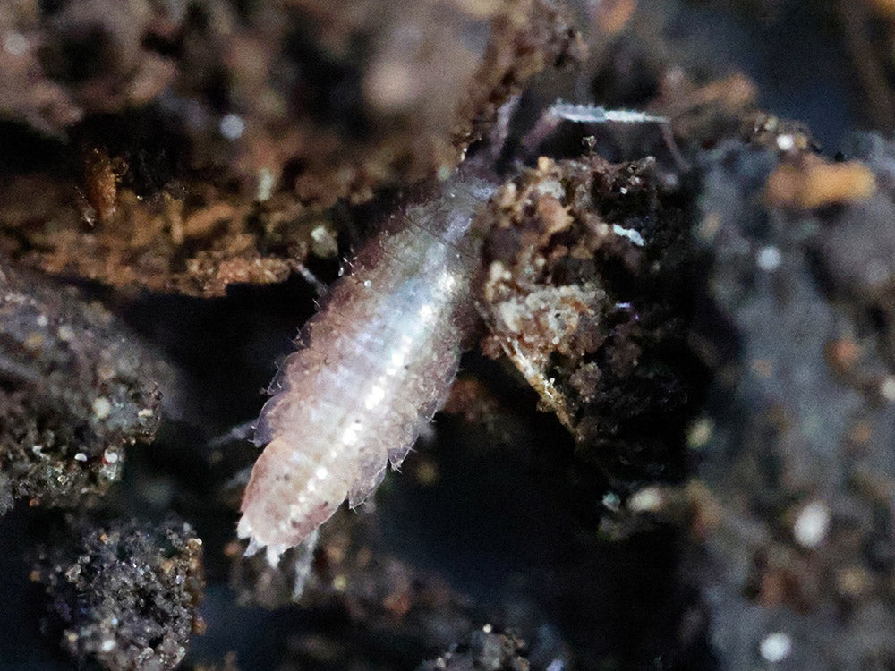 "Dwarf Purple" Isopods Trichoniscus sp.