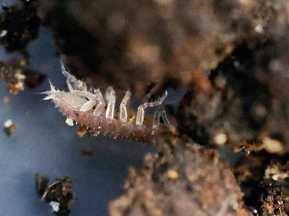 "Dwarf Purple" Isopods Trichoniscus sp.
