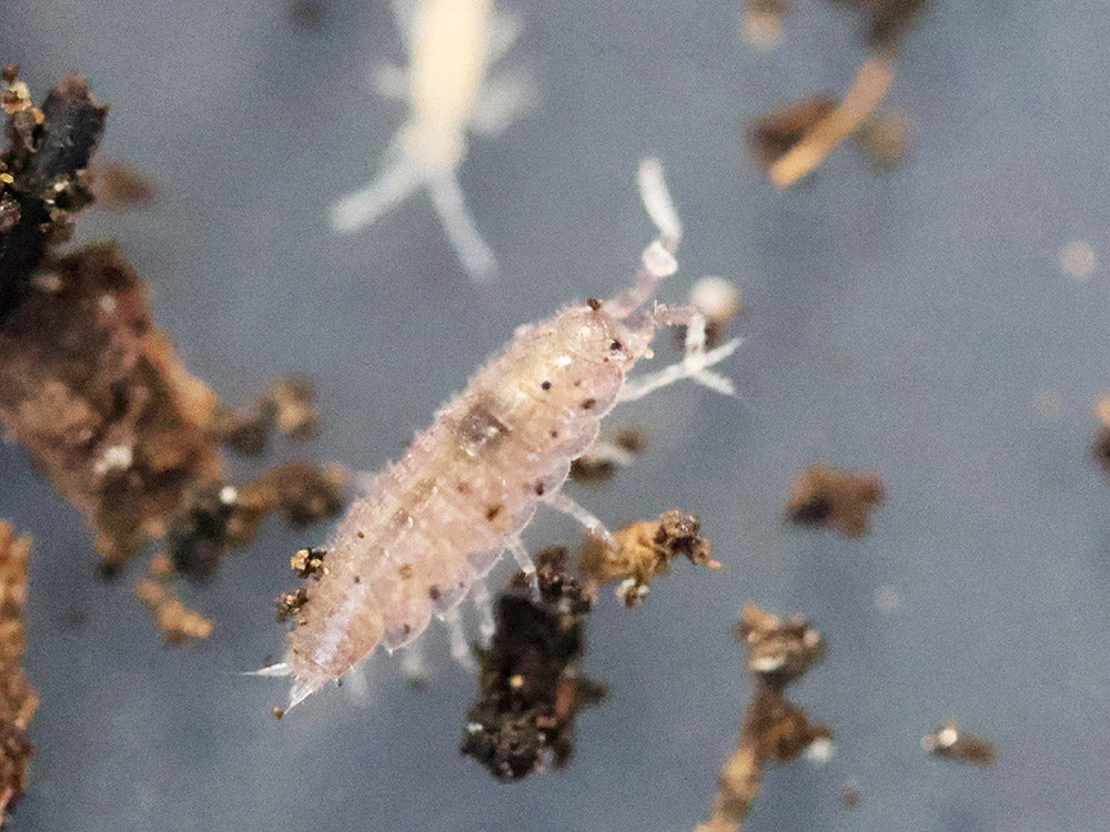 "Dwarf Purple" Isopods Trichoniscus sp.