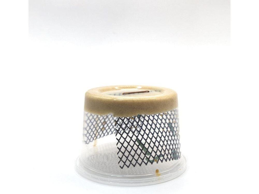 Hornworms Reptile & Amphibian Food Dubia.com