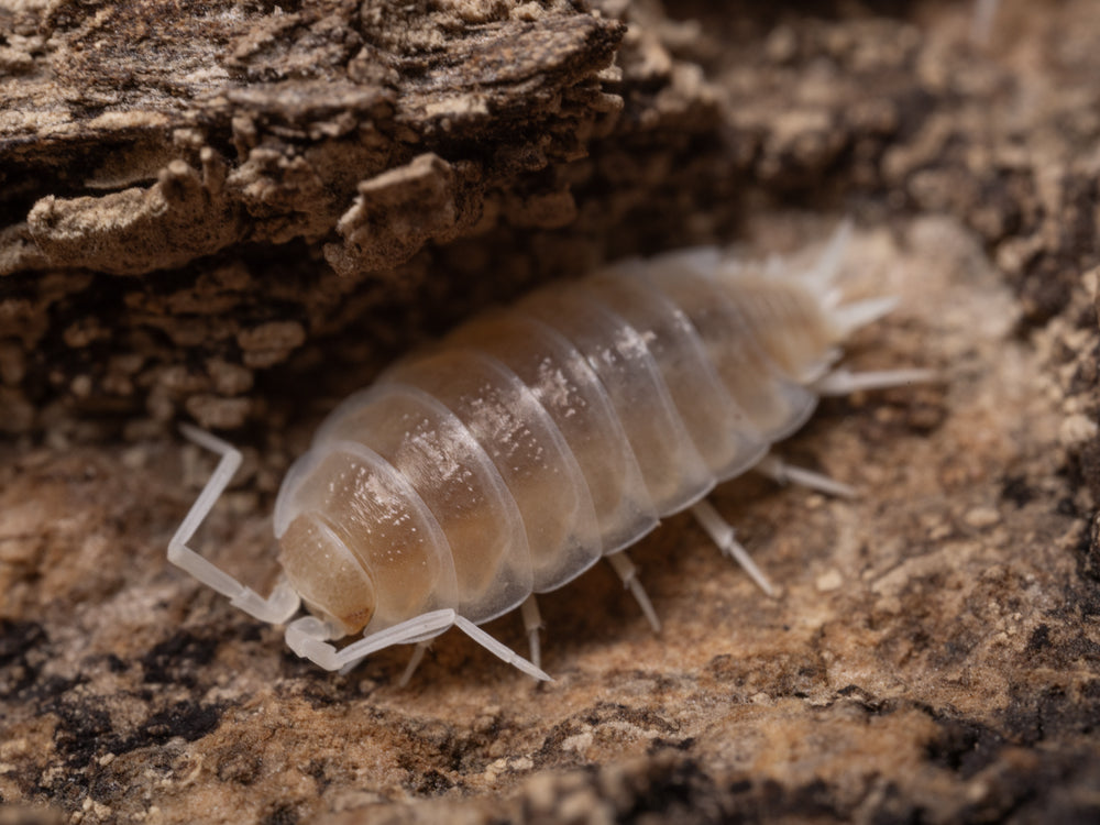 “Lemon Berry Crumble” Isopods (Armadillidium vulgare) Reptile & Amphibian Habitat Accessories RPG