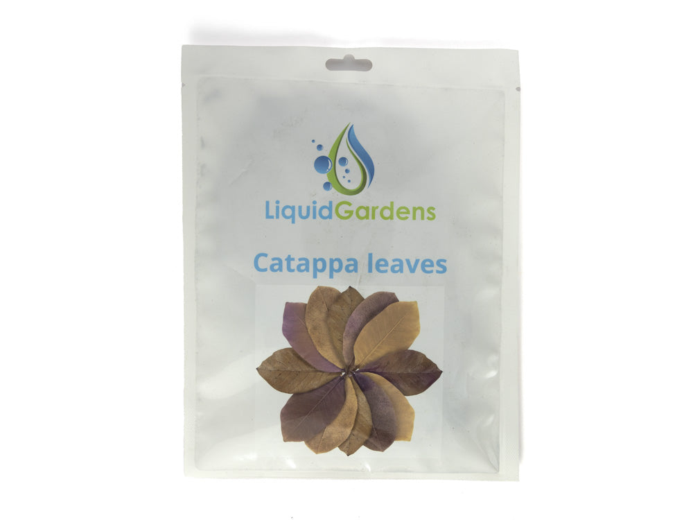 LG Catappa Leaves 10ct