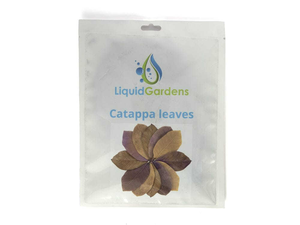 LG Catappa Leaves 10ct
