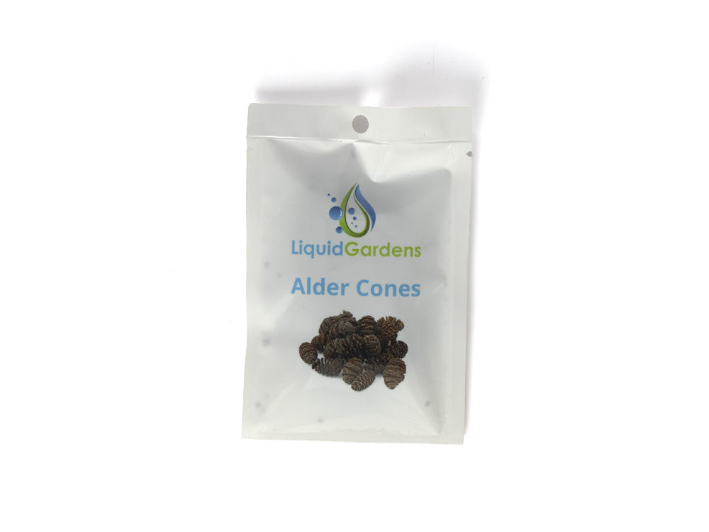 LG Alder Cones 25ct