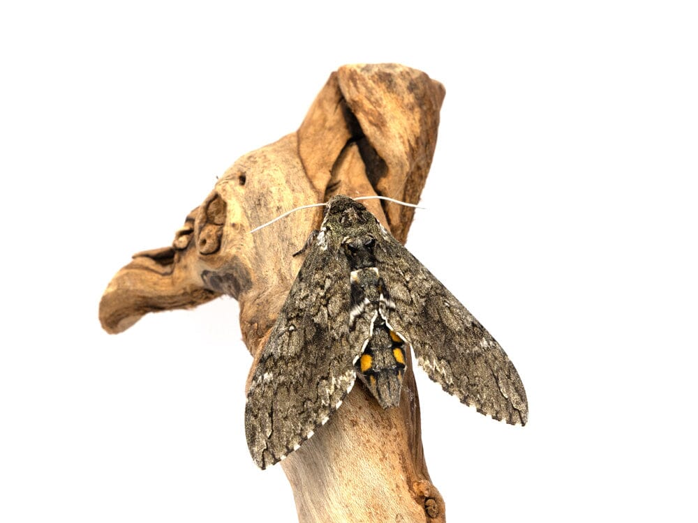 Live Hornworm Moth Pupa Sexed Pair Manduca sexta