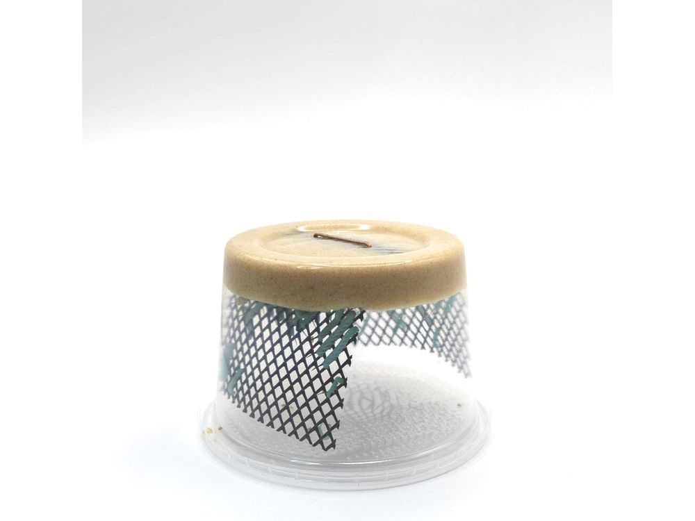 Medium Hornworms hornworms DubiaRoaches.com 24ct