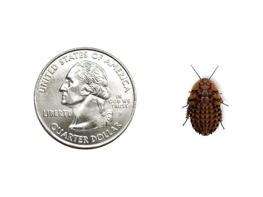 Discoid Roaches FREE SHIPPING dubia roaches DubiaRoaches.com Medium 1/2"-3/4" 25