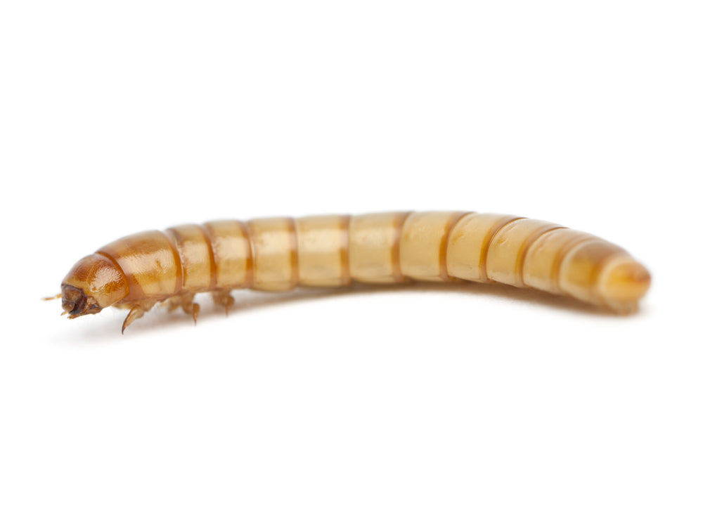 Large Mealworms mealworms DubiaRoaches.com