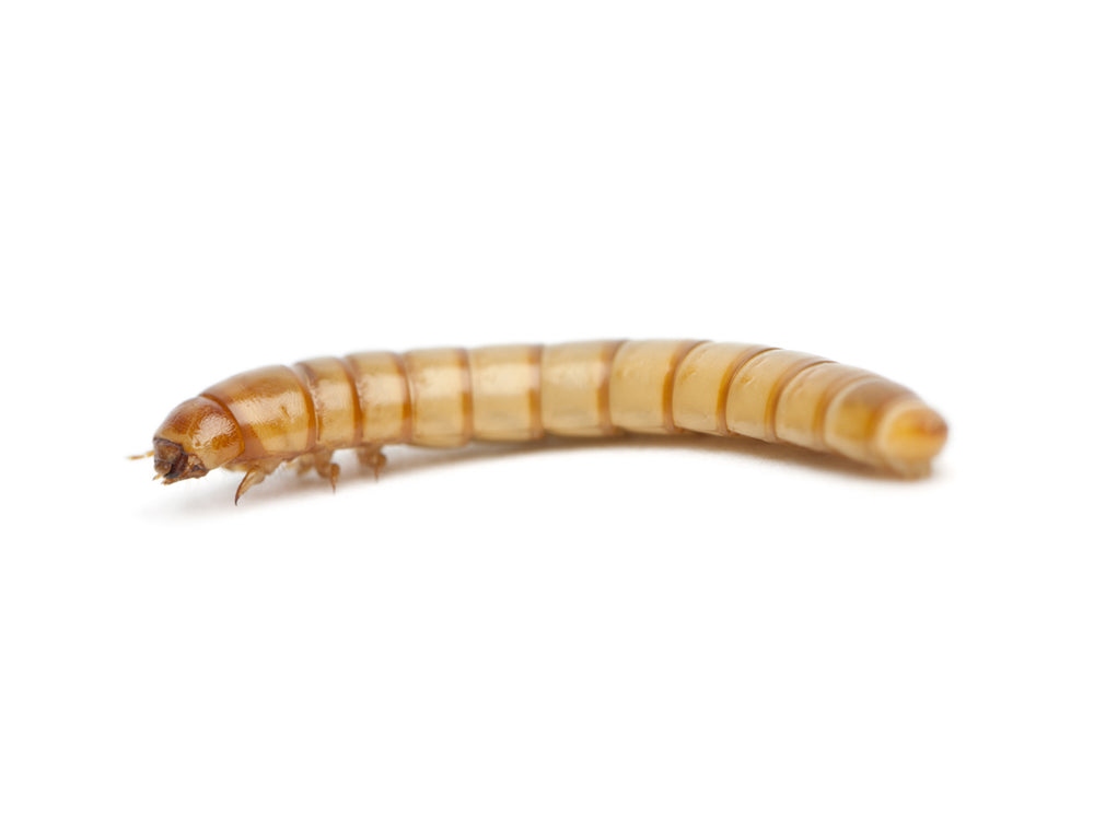 Medium Mealworms mealworms DubiaRoaches.com