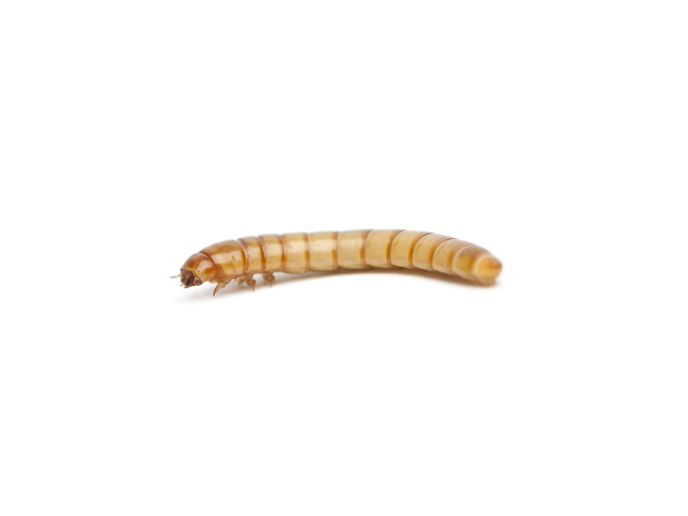 Small Mealworms