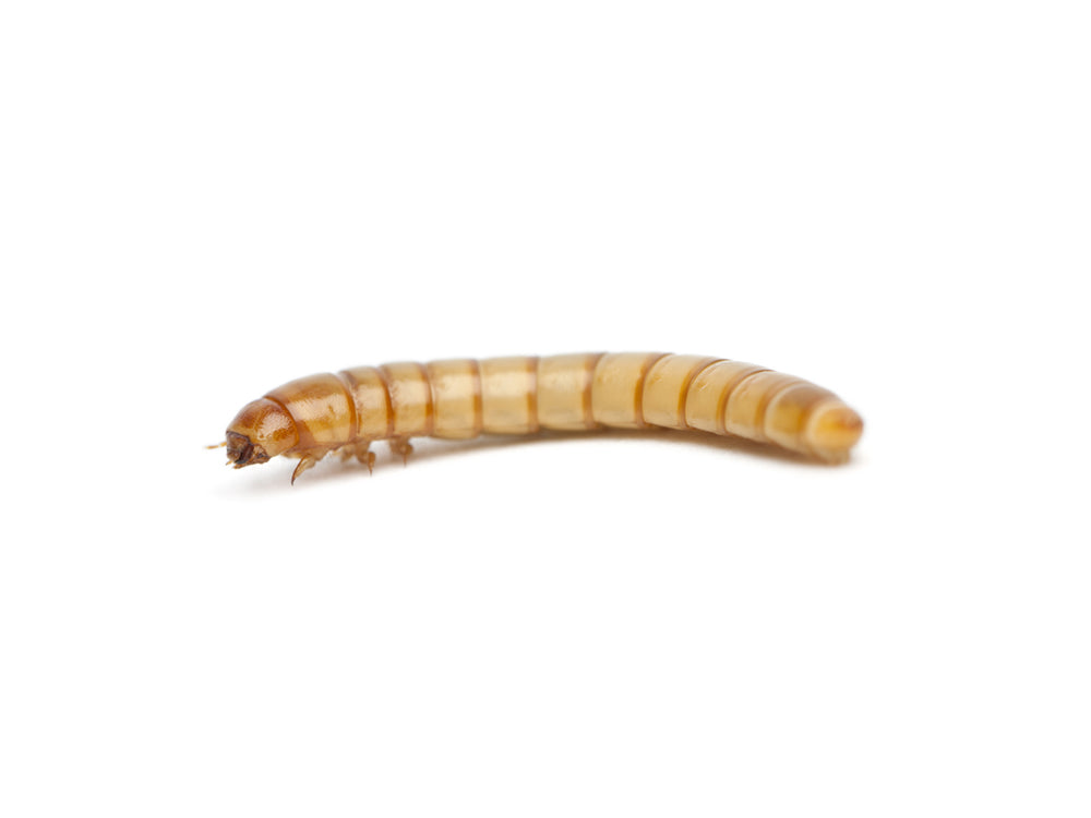 Small Mealworms mealworms DubiaRoaches.com