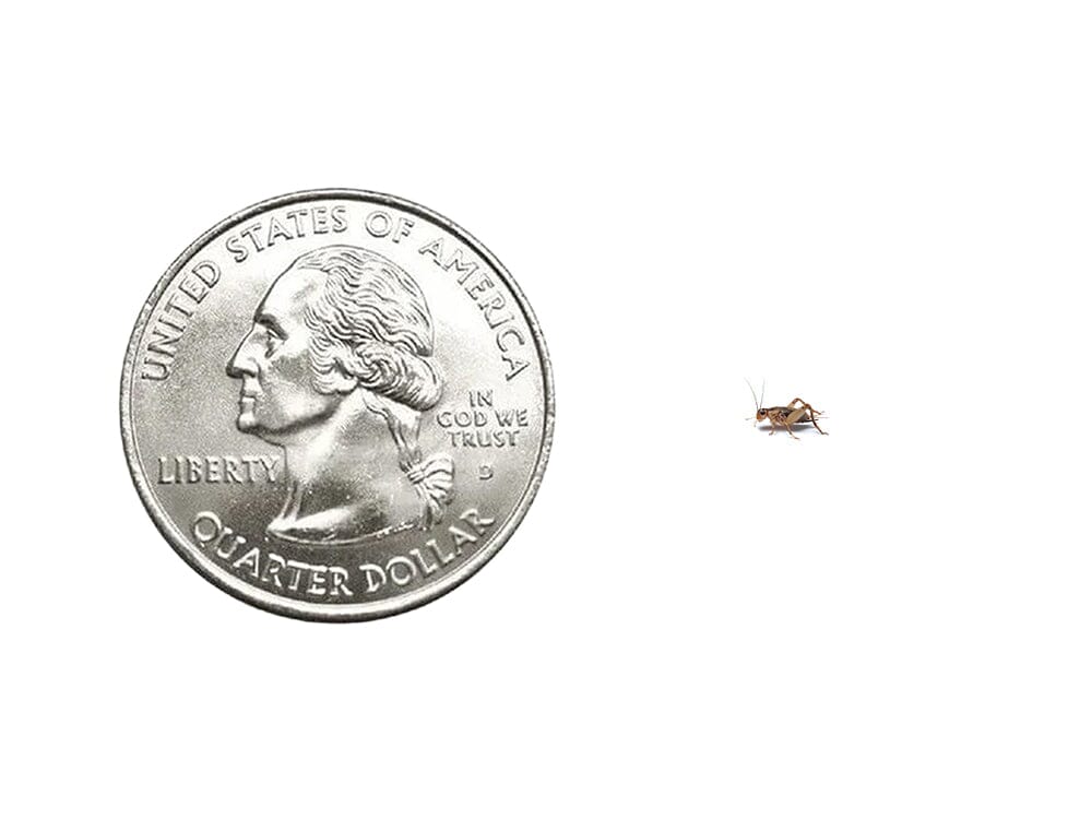 Crickets dubia roaches DubiaRoaches.com Extra Small 1/8" 500 2Day