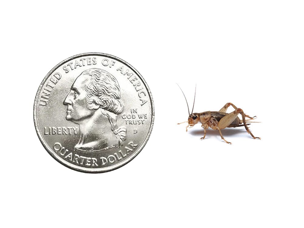 Crickets dubia roaches DubiaRoaches.com Medium 1/2" 500 2Day